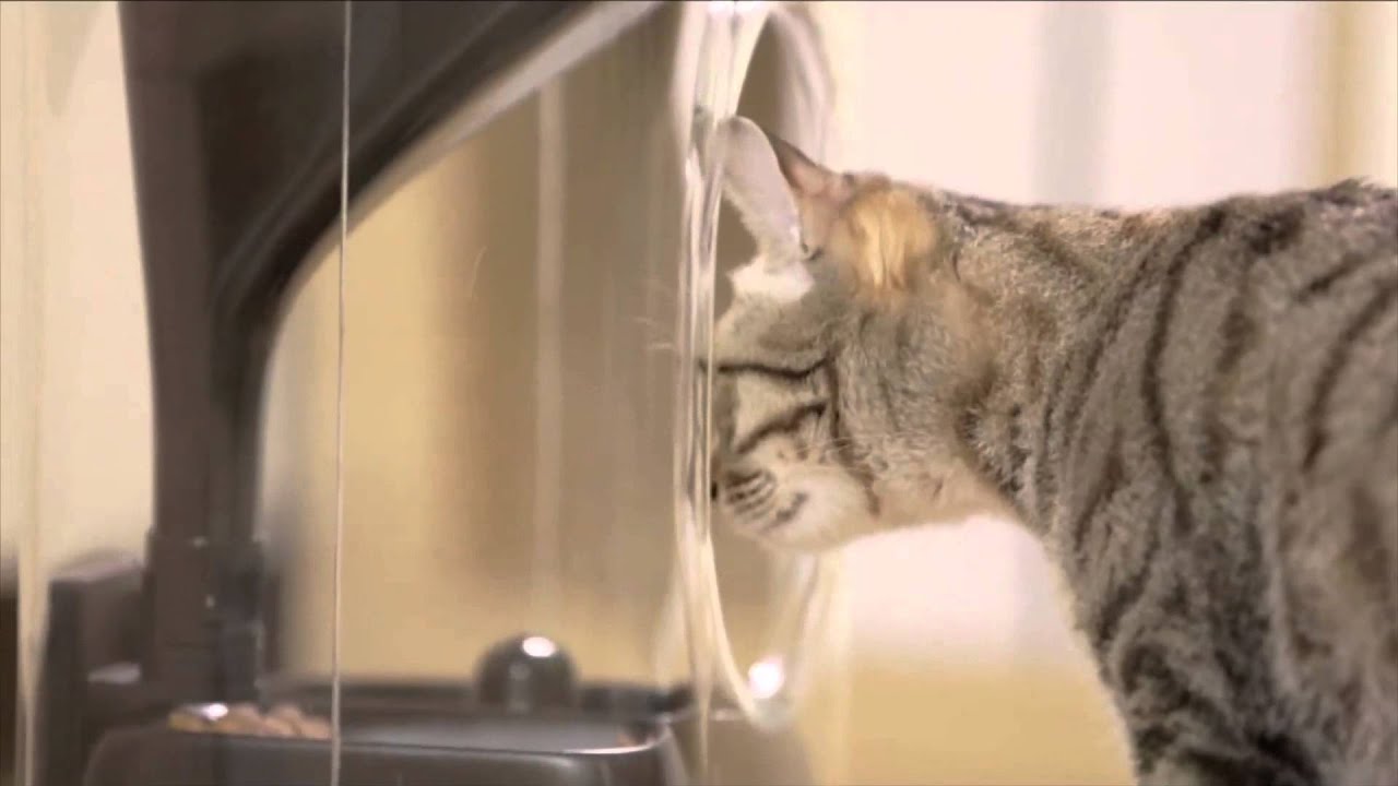 HighTech Cat Feeder Uses Facial Recognition Software and Surveillance