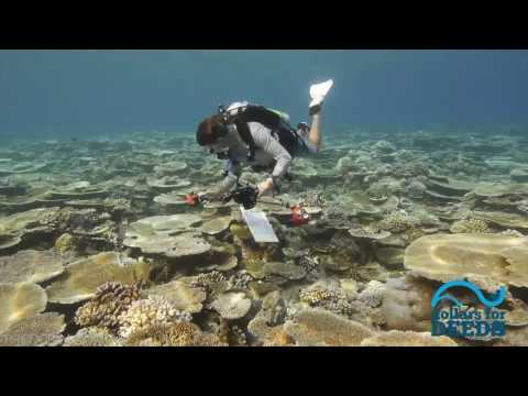 Coral Reef CPR : Our Director's Journey