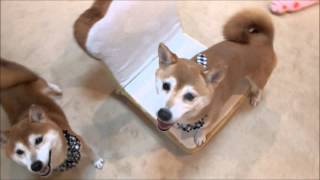 柴犬ひかいち　激しいお願いポーズと芸　Shiba Inu "Wish" and "Art".