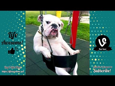 Try Not To Laugh - Funny Animals Videos 2019 - Dogs Are So Weird