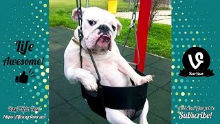 Try Not To Laugh - Funny Animals Videos 2019 - Dogs Are So Weird