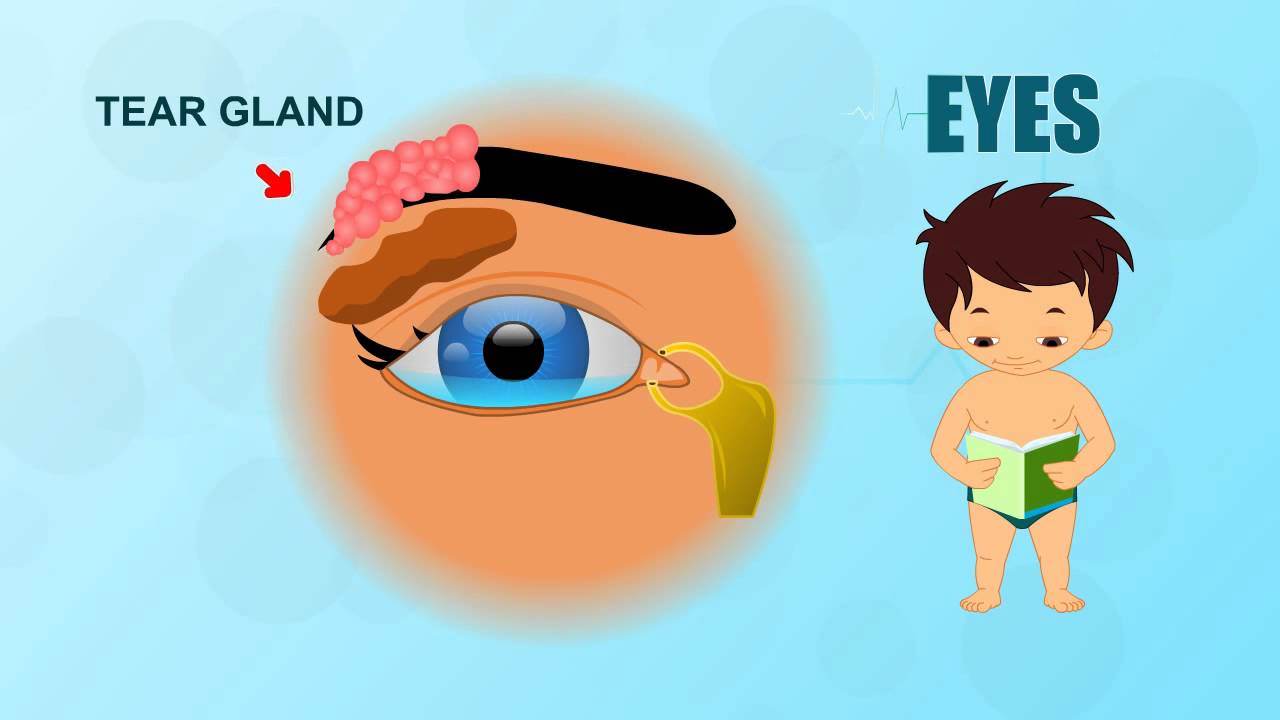 Eyes - Human Body Parts - Pre School - Animated Videos For Kids - YouTube