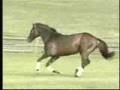 Horses - Youtube