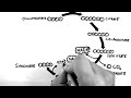 Cellular Respiration 3 - TCA Cycle (Krebs Cycle)