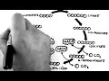Cellular Respiration 3 - TCA Cycle (Krebs Cycle)