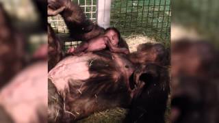 Baby Gorilla Reunited with Mom at San Diego Zoo Safari Park