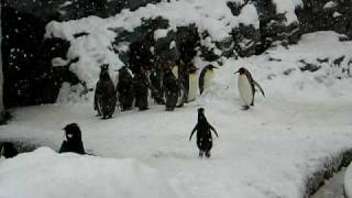 1羽だけテンション高いペンギン  