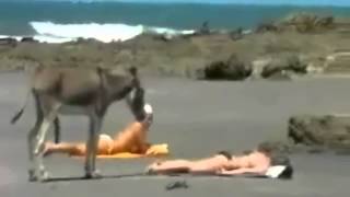 Burro se enamora de Rubia