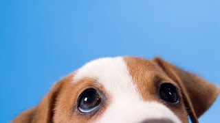 5 Awesome Dog Facts -- Thought Glass #4