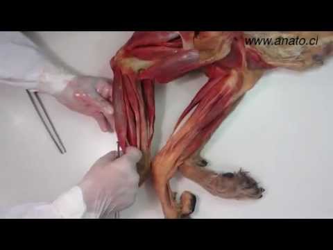 Veterinary, anatomy, dog, muscles, thoracic limb, (3 of 3) - YouTube