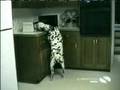 Funniest Home Videos - Youtube