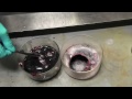 Coke Cans in Acid and Base - Periodic Table of Videos