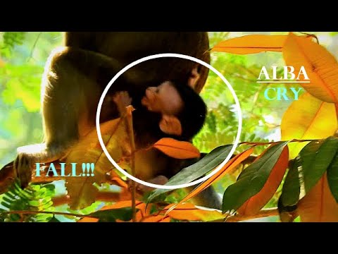 Touching my heart!! Anna not care baby Alba cries loudly nearly fall down, So pity poor Alba.
