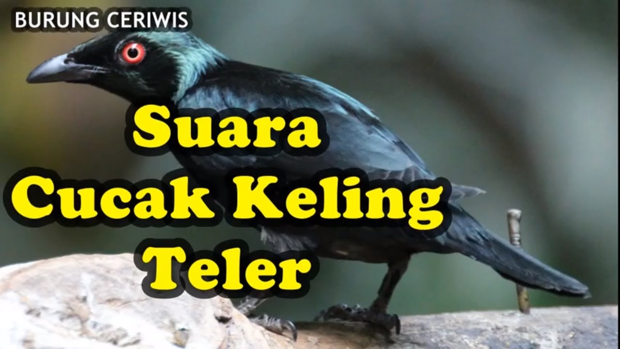 23++ Burung rengganis jantan terbaru