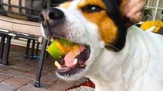 Cute Puppy Eats Apple In SlowMo (iPhone 5s)