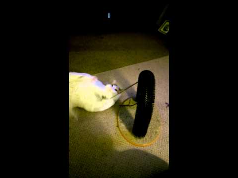Funniest Cats Playing Dangerous Mouse Skill Games