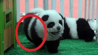 The New Craze In China - Panda Dog