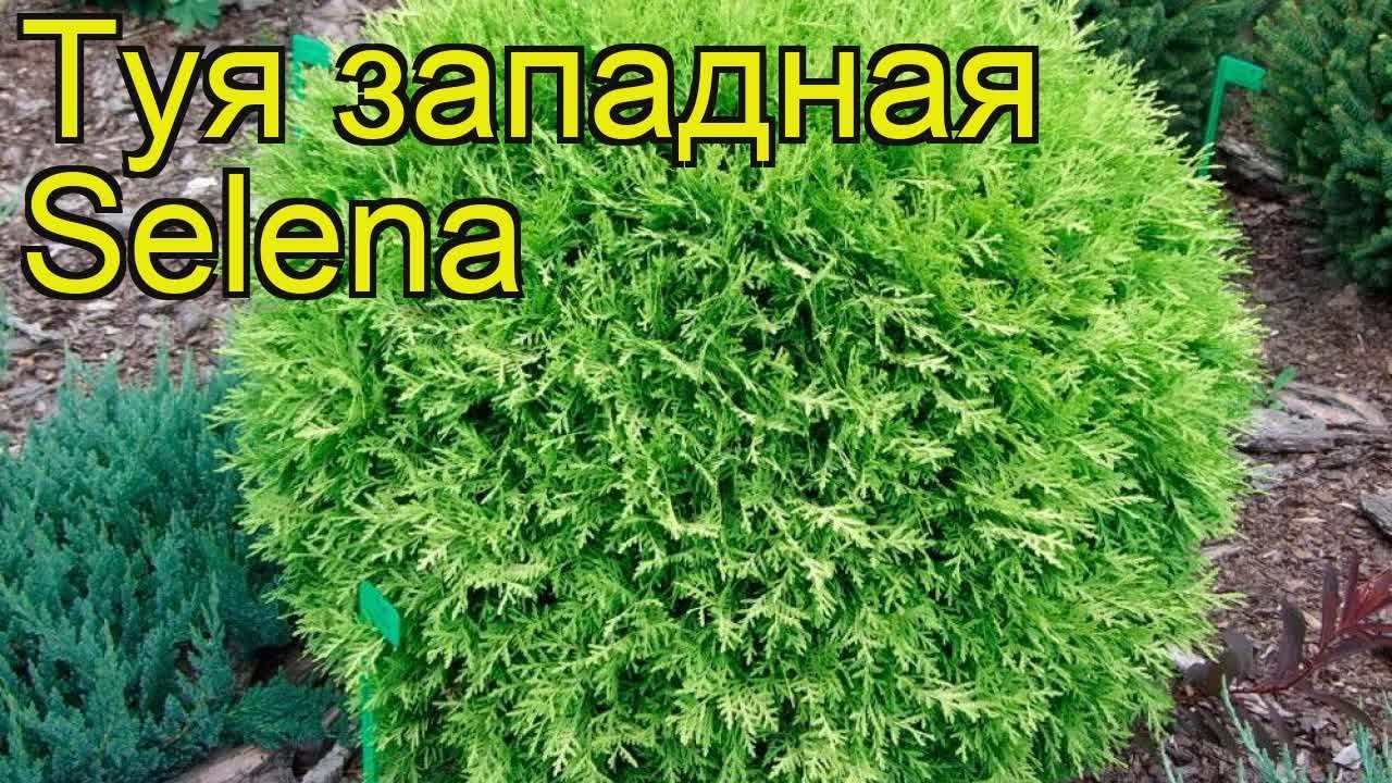 Туя Западная Селена