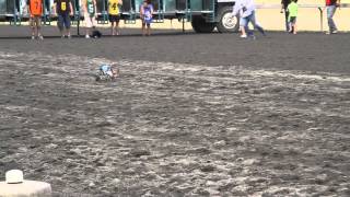 Anderson Pooper racing in the Star 101.5 Weinerdog Races at Emerald Downs