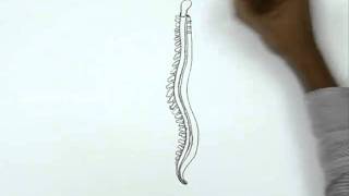 How to Draw a Human Spinal Cord