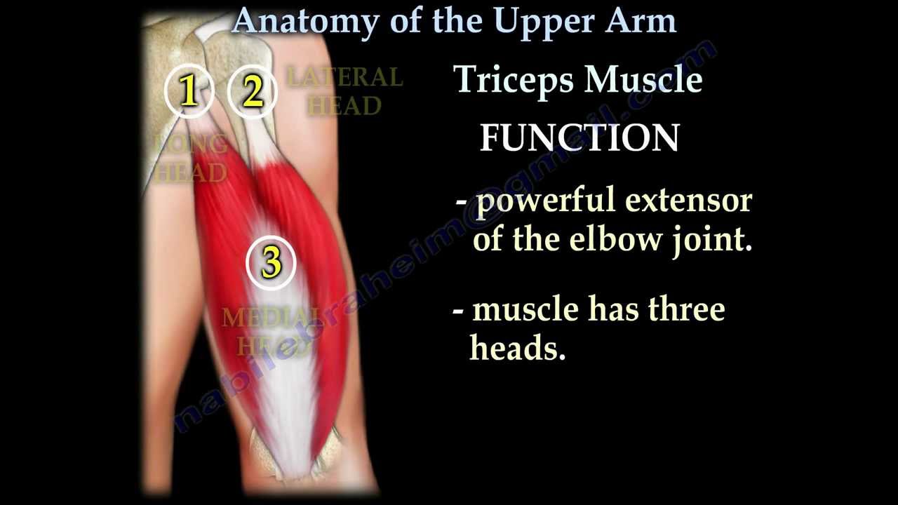Anatomy Of The Upper Arm - Everything You Need To Know - Dr. Nabil