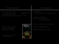 Planted tank - Tank Balance & nutrient dosing