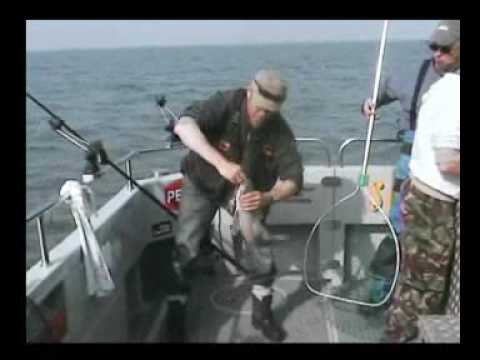Smoothound Fishing and Brighton Boat Hire