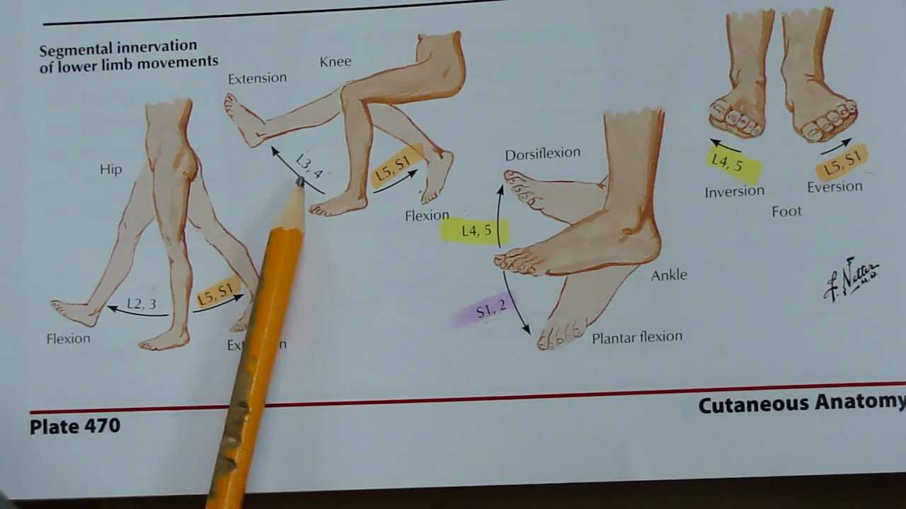 Segmental innervation of lower limb movements - YouTube
