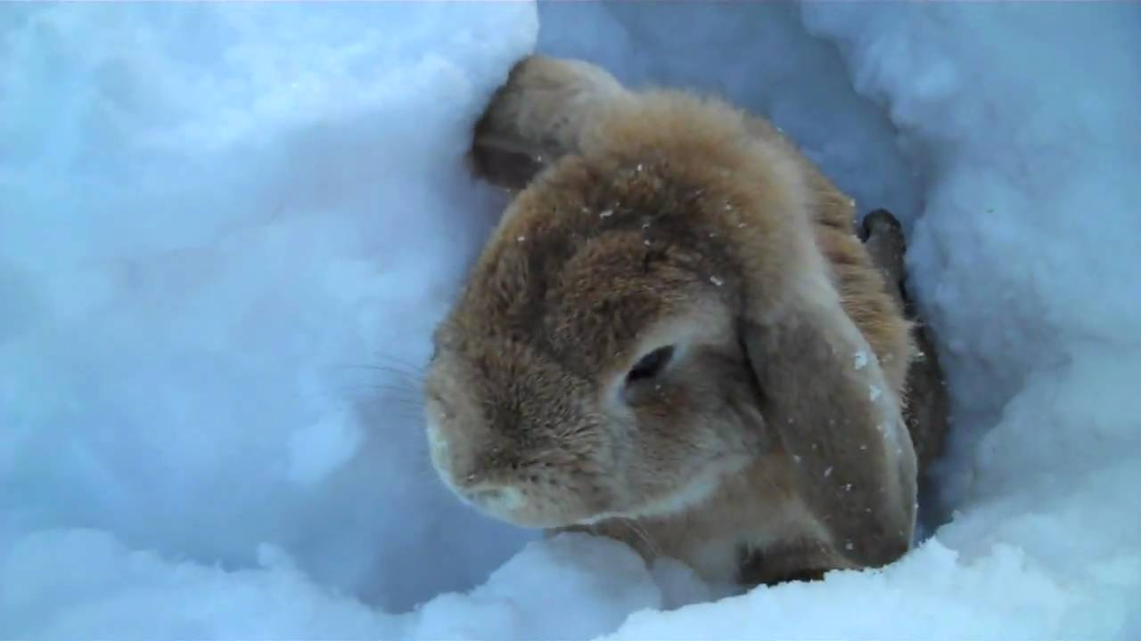 Rabbits playing in the snow! - YouTube