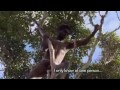 The Korowai Tribe (amazing tree-house builders from BBC's Human Planet).mp4