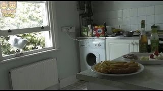 Greedy seagull swoops into kitchen and eats entire tuna salad before flying into a window