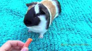 Guinea Pig Kills Carrot Brutally