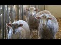 Why Sheep? ‎– Sampling Concerto Why Sheep? ‎– Sampling Concerto Capricorn Concerto (piano