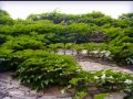 校园里那片绿绿的爬山虎