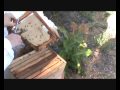 apicultura en colmenas, técnicas sobre apicultura colmeias , Technical lectures on beekeeping hives