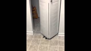 Dumb cat gets stuck behind open door