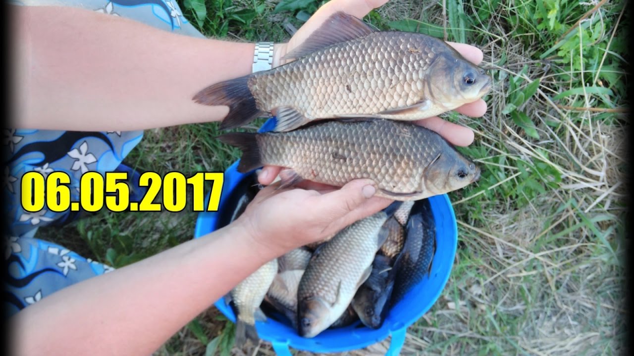 когда ловится карась на удочку когда ловится карась на удочку