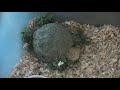 Before You Buy A Hedgehog Watch This!