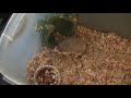 Before You Buy A Hedgehog Watch This!