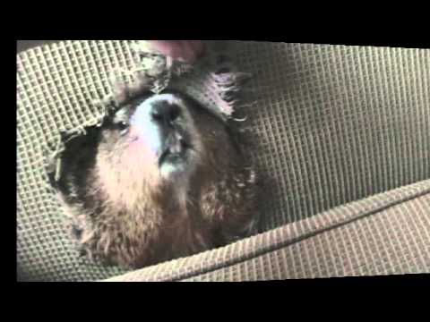 A Sofa Burrowing Marmot