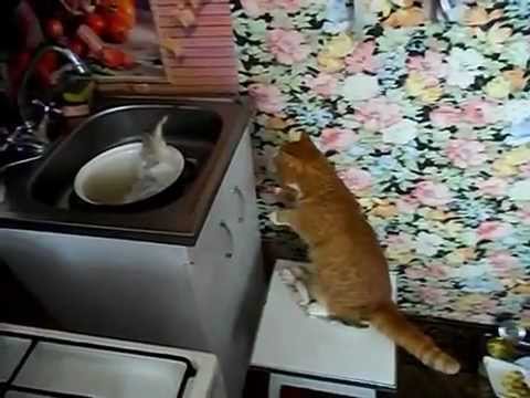 قطة تخاف من سمكة 