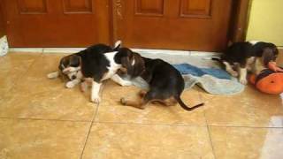 31+ Harga anakan anjing beagle new