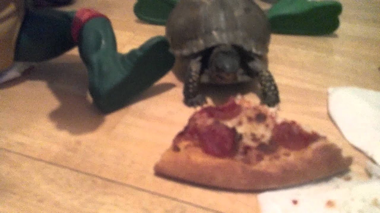 baby ninja turtles eating pizza