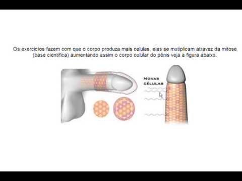 Descrição de martelo de Torahs de deuses