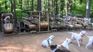 Dog treadmill