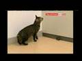 Genetics: mouse changed to like cats Genetics: mouse changed to like cats