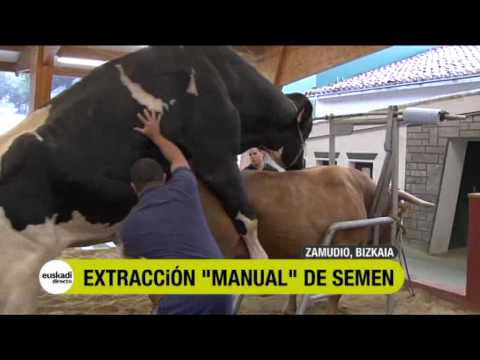 Extracción de semen de toro en EUSKADI DIRECTO - YouTube