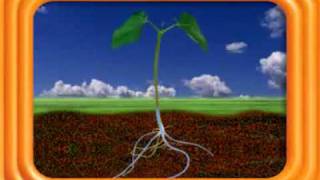 Unidad Didáctica Las plantas son seres vivos by Ana Gómez on Prezi
