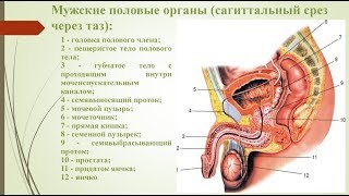 Анатомия мужских органов. Екатерина Макарова