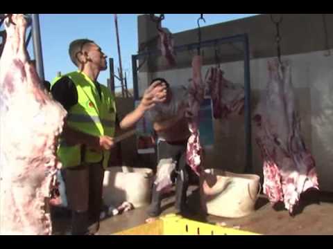 kurban 2013 gaza - مشروع توزيع لحوم الاضاحي 2013